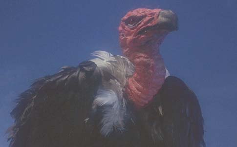 Clash of the Titans: A close-up of the giant vulture that serves Calibos.