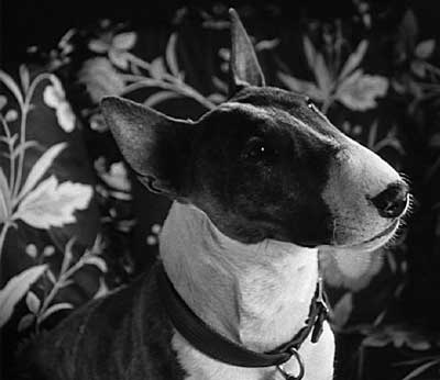 Frankenweenie: "Who wants a cookie?"  Sparky does!