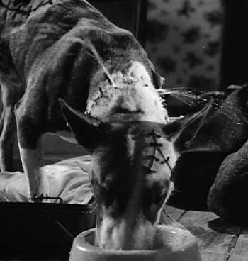 Frankenweenie: Sparky is getting stronger but he has a little problem when he drinks - he leaks!