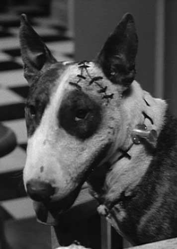 Frankenweenie: Neck bolts notwithstanding, Sparky is otherwise his old self.