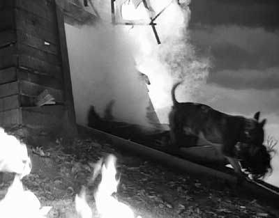 Frankenweenie: A daring rescue!  Victor's reanimated dog pulls his unconscious master from the burning windmill.