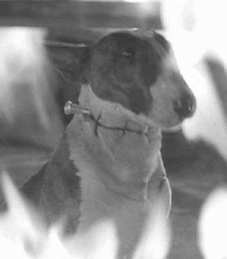 Frankenweenie: Sparky, having saved Victor's life, is now trapped in the flames of the burning windmill.