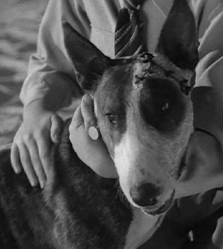 Frankenweenie: Sparky gets a look at someone new.