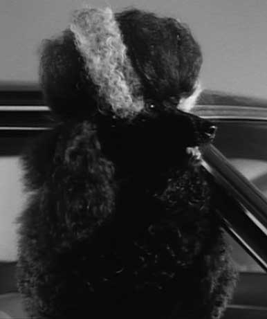 Frankenweenie: A little play on the Bride of Frankenstein.