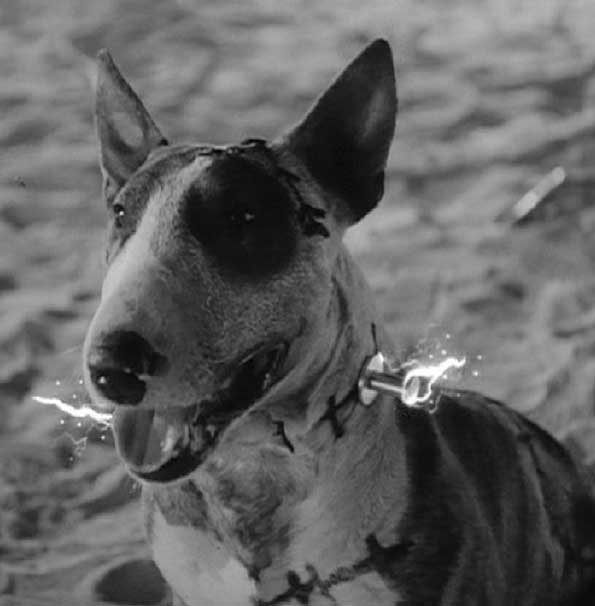 Frankenweenie: Sparky, the electric dog!