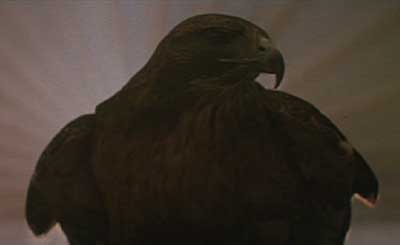 Ladyhawke: Redtail hawk in the opening credits.