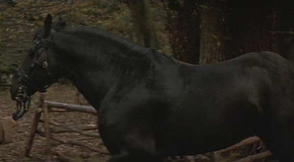 Ladyhawke: Goliath, the Friesian stallion.