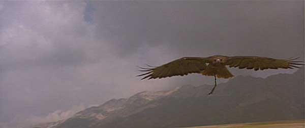 Ladyhawke: Ladyhawke soaring against a grey sky.