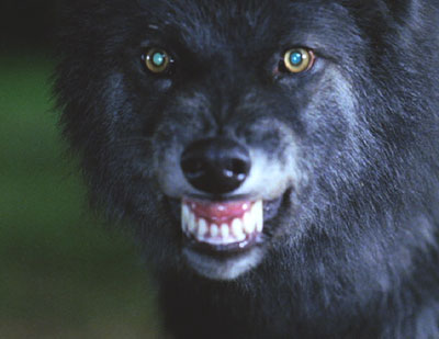 Big Fish: Amos Calloway in his other incarnation, a wolf. (Is that a brilliant snarl? No wires needed for this guy!)