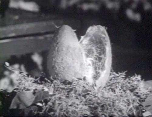 The Little Shop of Horrors (1960): Audrey II