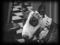 Frankenweenie the reanimated Bull Terrier