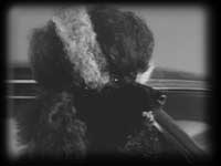 Frankenweenie: Bride of Frankenweenie