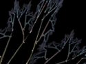 Birches