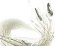 Cattails