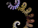FloweryNautilus