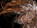 Sheaf