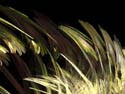 WheatGrass