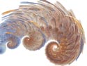 Chocolate Wing was produced in Apophysis and is largely untouched except for a little shaded color intensification in PhotoShop.