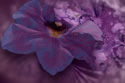 Flower, 'nuff said.
