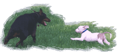 Mako playing with Joxer in 1999