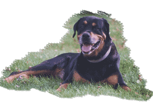 The Big Dog