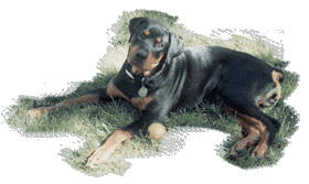 Boomer as a pup with his ball.
