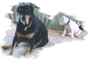 Boomer and his protegé, Joxer