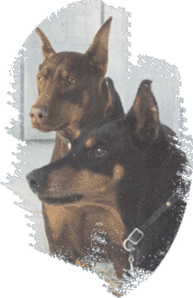 Mako and Echo in winter