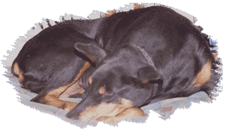 Echo napping