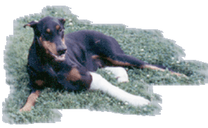 Echo, after her accident, in casts