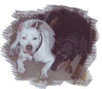 Echo and Joxer dog-piling in the hall