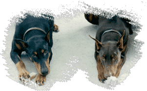 Mako and Echo: Heads down