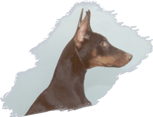 Mako at about 6 months of age.
