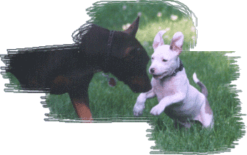 Mako playing with Joxer in the summer of 1999